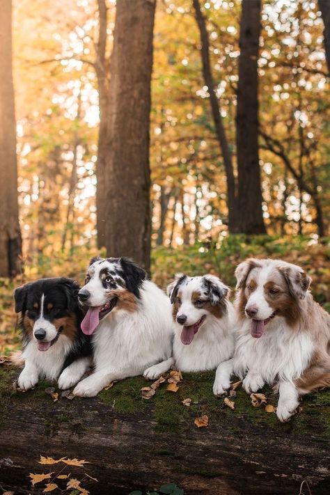 Australian Shepherd Colors, Black Australian Shepherd, Aussie Puppy, Cow Names, Dog Foto, Aussie Dog, American Shepherd, Bored Board, Australian Shepherd Puppy