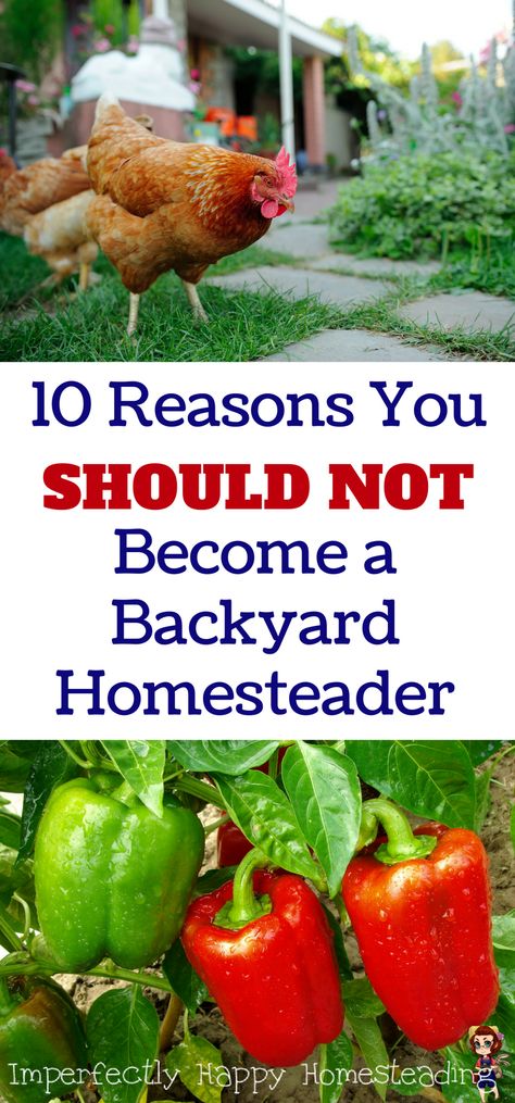 Homestead In Town, Backyard Urban Farm, Urban Homesteading Aesthetic, Urban Homesteading Backyard Small Spaces, Small Backyard Homestead, Micro Homestead, City Homestead, Beginner Homesteading, Subsistence Farming