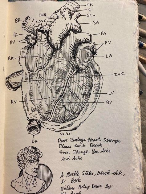 Easy Dark Academia Drawing, Academia Aesthetic Drawing, Miscellaneous Aesthetic, Anatomy Diagrams, Art Heist, متحف فني, Medical Study, Vintage Anatomy, Dark Academia Art