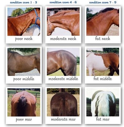 Horse Weight, Equine Nutrition, Horse Information, Healthy Horses, Horse Exercises, Horse Care Tips, Horse Facts, Horse Info, Horse Riding Tips