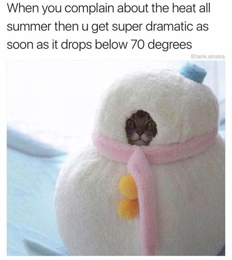 31 - Hilarious meme about when summer ends and starts to cool down Pet Costumes, Cats Meow, Crazy Cat Lady, 귀여운 동물, Crazy Cats, Cat Pics, Cat Love, Funny Cute, Cat Memes