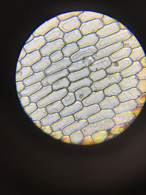 10x objective view! Onion Skin, Under A Microscope, Things Under A Microscope, Science, Skin