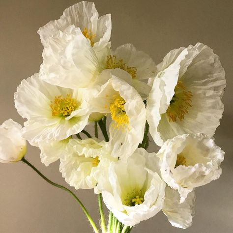 White Poppies Bouquet, Icelandic Poppies Wedding, Icelandic Poppy Wedding Bouquet, White Poppy Wedding Bouquet, White Poppy Bouquet, Poppy Wedding Bouquet, Amaranthus Bouquet, Poppies Bouquet, Poppy Flower Bouquet