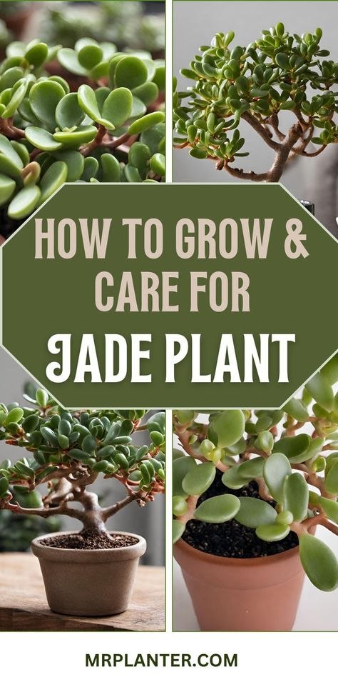 🌿 Uncover the secrets to making your jade plant thrive with our expert care tips. 🌱 Achieve a stunning and healthy succulent. Click the image to know more. Follow us for more tips. #jadeplantsecrets #succulentcare #plantlovers Jade Plants Indoor, Jade Plant Care Tips, How To Take Care Of Jade Plant, Care For Succulents Indoor, Large Jade Plant, Jade Succulent Plant Care, Jade Tree Care, Jade Plants Care, How To Grow Jade Plant