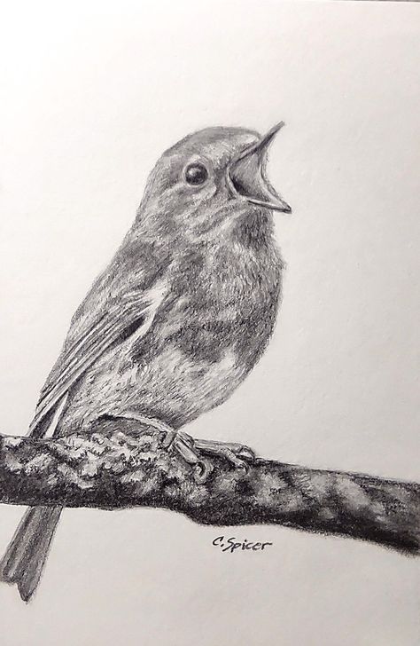 Pencil drawing for beginners Drawing Of A Landscape, Super Detailed Drawings, Realistic Bird Drawings, Birds Sketches Pencil, Pencil Drawings Of Birds, Spring Drawings, Animal Pencil Drawings, Good Drawings, Graphite Pencil Drawings