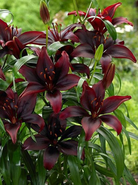 Lilium ‘Mapira’ is a fascinating Asiatic Lily with deep purple, almost black flowers... #lilium #AsiaticLily #plantopedia #FloweringPlant #flowers #FloweringPlants #plant #plants #flower #blooming #FlowersLover #FlowersLovers #FlowerGarden #WorldOfFlowers #WorldOfFloweringPlants #nature Black Lillies, Black Plants, Asiatic Lily, Goth Garden, Purple Lily, Flower Blooming, Lily Bulbs, Red Lily, Gothic Garden