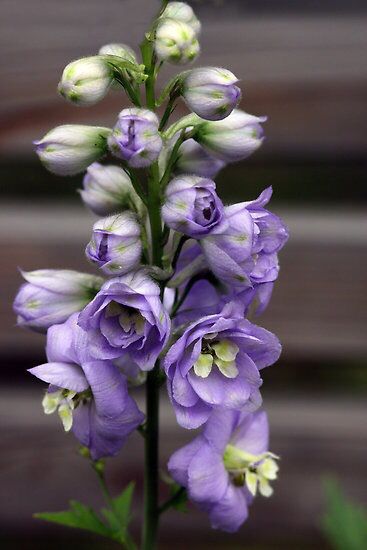 Lark Spur flower for July Lark Spur Flower, Larkspur Flower, Beautiful Flowers Photography, Fleur Design, The Secret Garden, Airbrush Art, Delphinium, Ranunculus, Exotic Flowers