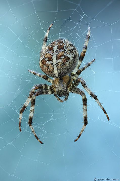 Araneus diadematus | my spidey senses tell me that this is a… | Iain Lawrie | Flickr Spider Reference Photo, Spider Anatomy, Insect Reference, Aesthetic Spider, Spider Aesthetic, Spider Monster, Spider Photo, Spider Demon, Spider Pictures