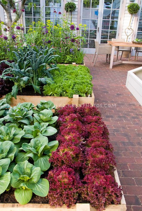 Kitchen Garden~ rows of red lettuces, green lettuce, kale, pak choi, salad greens, flowers House Suburban, Kebun Herbal, Urban Backyard, Green Lettuce, Brick Patio, Vegetable Garden Raised Beds, Salad Greens, Pak Choi, Suburban House