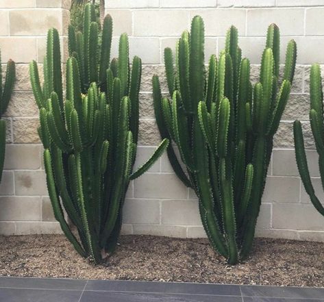 Cowboy Cactus, Pine Hill, Arizona Landscape, Cactus And Succulents, Cacti And Succulents, Cactus Plants, Fish Tank, Garden Plants, Landscape Design