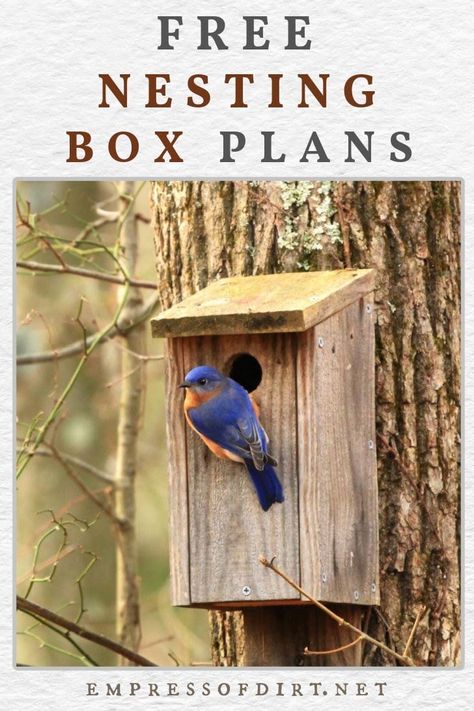 Finch Bird House, Nesting Boxes Diy, Bluebird House Plans, Ohio Birds, Bird House Plans Free, Build Outdoor Furniture, Bird Nesting Box, Redmond Washington, Backyard Birds Sanctuary