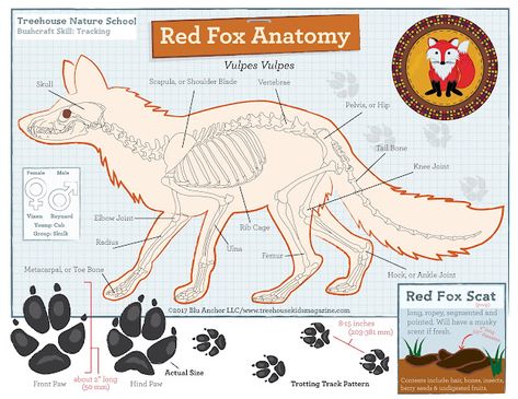 Treehouse Magazine: The Fantastic Fox Fox Drawing Sketches, Fox Anatomy, Bone Anatomy, Fox Facts, Fox Bones, Animal Magazines, Fantastic Fox, Forest School Activities, Fox Drawing