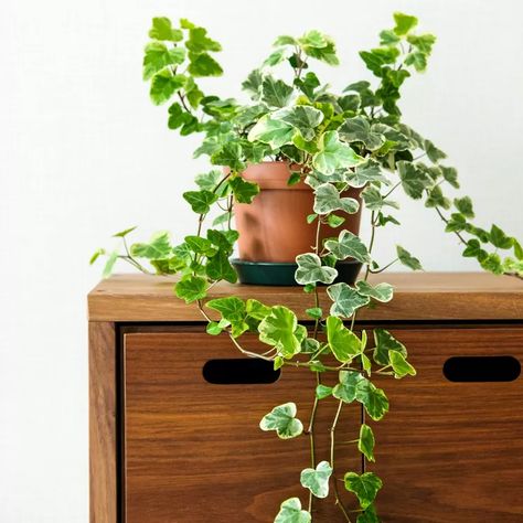 Ivy In Planters, Hanging Ivy Plant, English Ivy Plant Indoor, Ivy Plant Indoor Decor, Ivy Bookshelf, English Ivy Indoor, Indoor Ivy, Ivy Plant Indoor, Ivy Tree