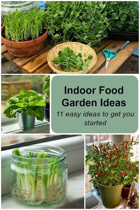 Indoor food garden ideas: 11 easy vegetables and fruits to get you started Container Gardening Indoor, Easy Indoor Garden, Indoor Veggie Garden Apartment, Home Growing Vegetables, Condo Vegetable Garden, Indoor Vegetable Greenhouse, Apartment Growing Vegetables, Apartment Vegetable Garden Indoor, Indoor Food Garden Apartment