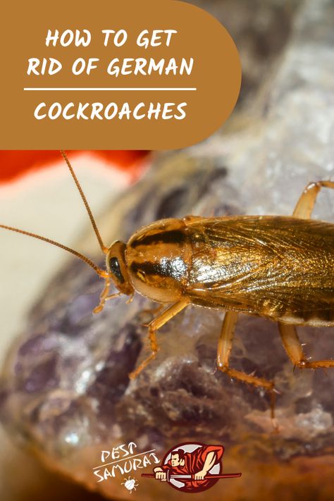 You may have problems getting rid of German cockroaches, as they are known as the worst type of cockroaches. In this article, you can find out what does a German cockroach looks like, do they fly, what german cockroaches eat, and many other information. Also, read how do you get german cockroaches in your house, are they dangerous, and how to kill german cockroaches. Find out what products and home remedies to use to prevent and get rid of german cockroaches. #germancockroach #pestcontrol Get Rid Of German Roaches Fast, Essential Oils To Get Rid Of Roaches, German Cockroaches How To Get Rid Of, How To Get Rid Of German Roaches, Best Way To Get Rid Of Roaches, How To Get Rid Of German Roaches Fast, Cocroach Remedies, German Roaches Get Rid Of Diy, How To Kill Cockroaches Fast