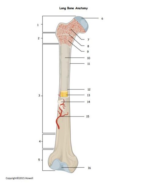 Long Bone Anatomy Quiz or Worksheet - Amped Up Learning Bones Anatomy Learning, Long Bone Structure, Bone Landmarks Anatomy, Humerous Bone Anatomy, Ulna Bone Diagram, Skeleton System, Anatomy Lessons, Pe Ideas, Health Class