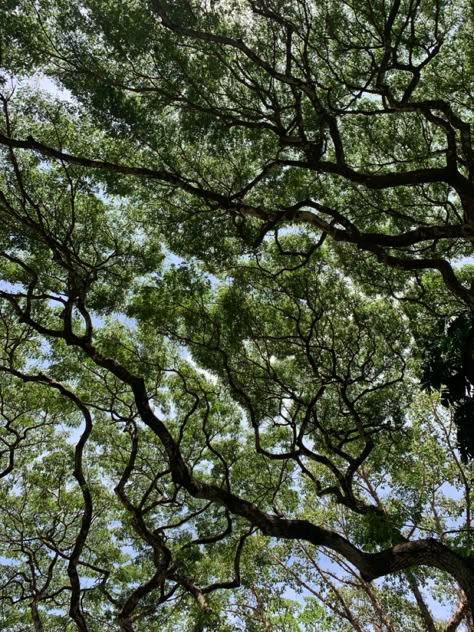 beautiful trees, tree, green, from below, tree roots, leaves, blue, green, tree aesthetic Upward View Of Trees, Green Growth Aesthetic, Books Nature Aesthetic, Trees Looking Up, Pretty Trees Aesthetic, Tree Branches Aesthetic, Nature Aesthetic Trees, Ash Tree Aesthetic, The Island Of Missing Trees Aesthetic