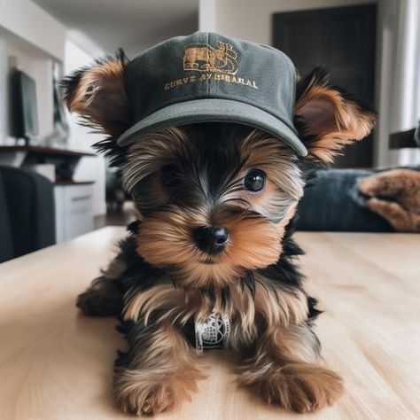 Mini Yorkie Puppy, Yorkie Puppy Care, Big Dogs Breeds, Biggest Dog In The World, Tiny Puppy, Biewer Yorkie, Biggest Dog, Cute Fluffy Dogs, Teacup Yorkie Puppy