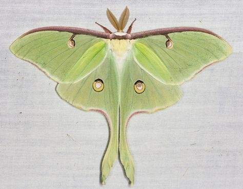 Luna Moth Biodiversity Project, Moth Cocoon, Raising Butterflies, Luna Moths, Sweet Gum, Natural Inspiration, Moth Wings, Pottery Inspo, Watercolor Birds