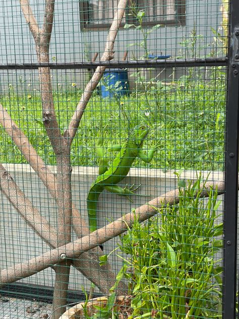 Green iguana and its cage Iguana Cage, Green Iguana, Reptile Enclosure, Reptiles, Parrot, Green, Iguanas