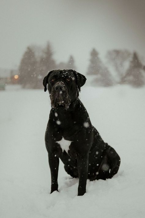 black Cane Corso with uncropped ears sitting in snow | ©Tomo.photography | London, Ontario Cane Corso Dog Uncropped Ears, Uncropped Cane Corso, Cane Corso Uncropped Ears, Cane Corso Natural Ears, Cane Corso With Ears, Black Cane Corso Dog, Cane Corso Black, Dogs Halloween Costumes, King Corso Dog