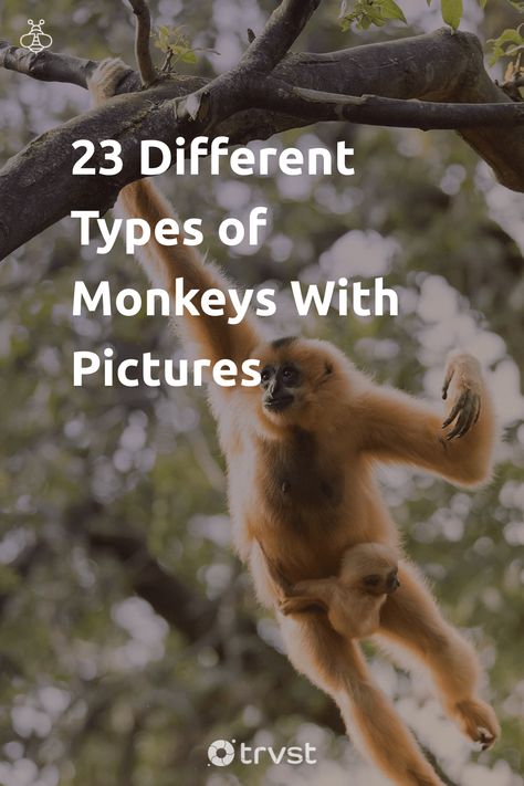 Different Kinds Of Monkeys, Different Types Of Monkeys, Monkey Breeds, Woolly Monkey, Wildlife Biology, Monkey Types, Monkey Species, Pygmy Marmoset, Golden Lion Tamarin