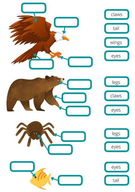 Animal body parts interactive exercise for School. You can do the exercises online or download the worksheet as pdf. Animal Body Parts Worksheet, Animal Lessons, Animal Body Parts, Animal Movement, First Grade Science, Animal Worksheets, Worksheets Kindergarten, Teaching English Grammar, Esl Activities