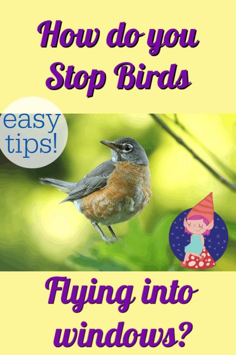 How to stop birds from attacking your windows #birds #birdwindow #birdwindowmeaning #birdflywindow #birdcrashglass #birddecal #preventbirdwindow #birdpeckingwindow #birdwindowstrikes #stopbirdshittingwindow Life Hacks Cleaning, Bird Strike, Life Hacks Organization, Tropical Backyard, Old Cd, Outdoor Crafts, Summer Entertaining, Backyard Birds, Window Art