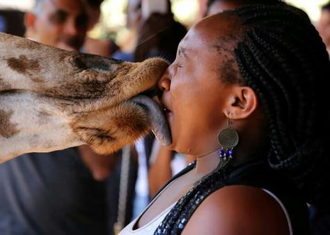 A “wild French kiss”: Would you feed a giraffe with your mouth?  Tourists visiting the Giraffe Centre of the African Fund for Endangered Wildlife in Kenya can expect to share some sloppy, wet intimacy with the tall, long-necked animal: a “kiss”.  These visitors aren't just kissing the giraffe for romance - they are actually feeding the animal, with the “kiss” sometimes becoming a bit too close for comfort, when the animal bows down to give the bold human a lick on the face. Funny Happy Birthday Messages, Funny Photos Of People, Dog Toilet, Danny Devito, Photos Of People, Funny Pictures With Captions, Perfectly Timed Photos, Family Album, Perfect Timing