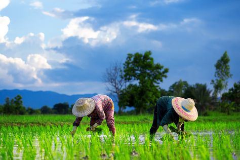 Thailand Cafe, Durian Tree, Rice Crop, Agriculture Photography, Farmers Day, Rice Plant, Paddy Field, Rice Paddy, Young Farmers