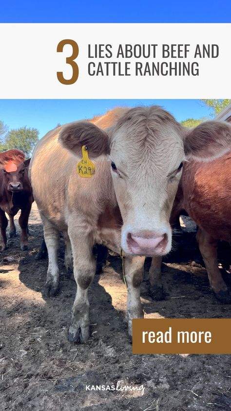 Ever question why ranchers do what they do at the ranch? 🤔 We debunk 3 common falsehoods about beef and cattle ranching in this post! Click to join us in this enlightening journey. 📝😉 Lean Diet, Rural Women, Carbon Sequestration, The Enneagram, Pennsylvania State University, Cattle Ranching, My Type, Ranch Life, Daylight Savings Time