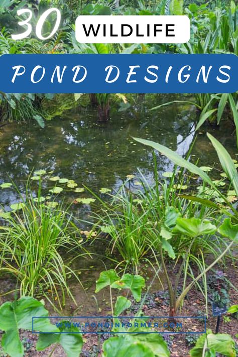 To successfully attract and support wildlife, your pond should include features that offer protection and shelter for various animals.  #WildlifePond #PondDesign #AnimalHabitat #WildlifeFriendly #OutdoorSpaces #GardenPond Small Wildlife Pond Ideas Uk, Wildlife Pond Ideas, Pond Design Ideas, Wildlife Ponds, Wildlife Pond, Pond Decorations, Aquatic Insects, Small Backyards, Pond Ideas