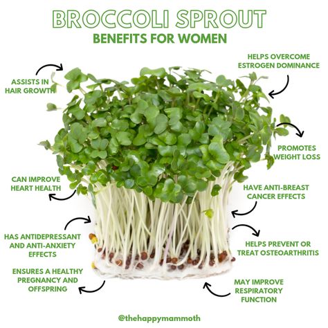 9 Broccoli Sprout Benefits For Women (#1 Food For Estrogen Dominance)|9 Broccoli Sprout Benefits For Women (#1 Food For Estrogen Dominance)|9 Broccoli Sprout Benefits For Women (#1 Food For Estrogen Dominance) – Happy Mammoth Sprout Benefits, Broccoli Sprouts Benefits, Happy Mammoth, Sprouts Benefits, Microgreens Garden, Radish Sprouts, Growing Sprouts, Micro Greens, Too Much Estrogen