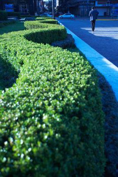 Ligustrum Japonicum "Recurvifolium," commonly referred to as Japanese privet or ligustrum, grows in U.S. Department of Agriculture hardiness zones 7 through 10. The plant has glossy green leaves that curl and grows quickly. As a hedge or single shrub, ligustrum does well in the landscape. Planting them close ... Outside Fall Decorations Front Yards, Japanese Privet, Ligustrum Japonicum, Outside Fall Decorations, Hammock Beach, French Landscape, Zone 7, Rome Antique, Key Photo