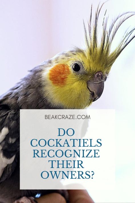 Cockatiel Playground Diy, Cockatiel Tips, Cockatiel Cage Setup, Diy Cockatiel Toys, David Pumpkins, Cockatiel Care, Parakeet Care, Best Pet Birds, Cockatiel Cage