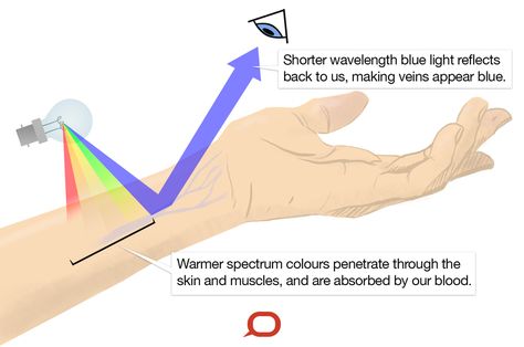 Blood is red, and a surgeon will tell you our veins too are red, they only look blue when we see them through our skin. But why? Blue Veins, Pulse Oximetry, Science Images, Ocean Depth, Chocolate Brown Colour, Blue Bloods, Blood Cells, Blood Red, Light Orange