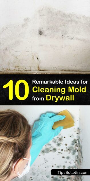 Eliminate Drywall Mold - Guide to Remove Mildew from Drywall Best Mold And Mildew Remover, How To Put Up Sheet Rock, Black Mold Removal Drywall, Mold Removal From Walls, Kill Mold On Walls, How To Remove Mold From Walls, Remove Mold From Ceiling Bathroom, Mold Remediation Diy, Black Mold Removal Bathroom