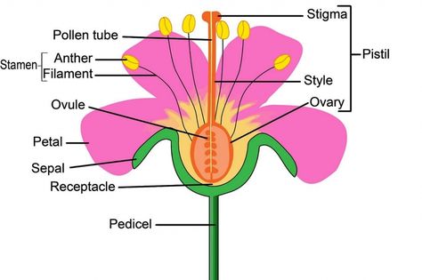 Flower: Parts of a Flower, Importance, Example, Solved Questions Diagram Of A Flower, Flower Science, Flower Anatomy, Plant Lessons, Flower Parts, Cycle For Kids, Flower Structure, Flower Chart, Plant Life Cycle