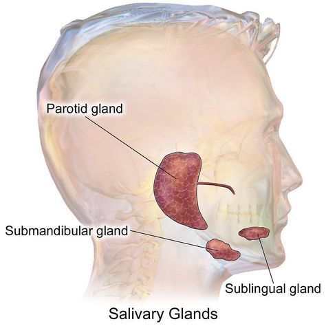 @dailymedicalcase shared a photo on Instagram: “The salivary glands are exocrine glands that produce saliva through a system of ducts. Humans have three paired major salivary glands…” • Jun 30, 2022 at 2:53pm UTC Exocrine Gland, Salivary Glands, Parotid Gland, Oral Pathology, Human Digestive System, Salivary Gland, Facial Nerve, Parasympathetic Nervous System, Anatomy And Physiology