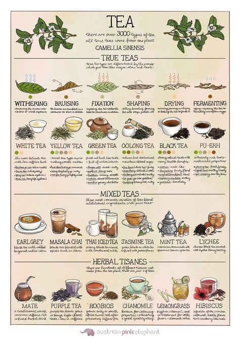 Tea Chart, Tea Infographic, Kitchen Witchcraft, Tea Blending, Tea Types, Tea Facts, Different Types Of Tea, Yellow Tea, Camellia Sinensis