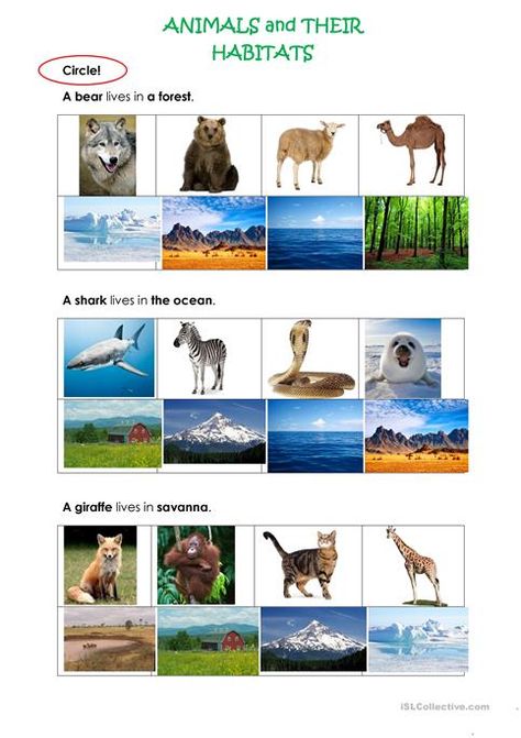 Christmas Multiplication Worksheets, Classifying Animals, Animals And Their Habitats, Tracing Worksheets Free, Animal Classification, Continents And Oceans, Animal Adaptations, Animal Worksheets, Weather Map