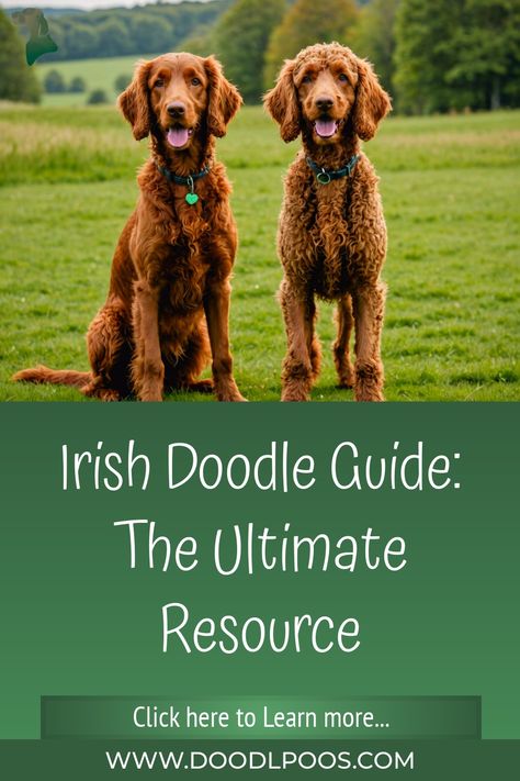 Irish Doodle Guide: The Ultimate Resource Irish Doodle Haircut Styles, Poodle Breeds, Irish Doodle, Poodle Mix Breeds, Family Friendly Dogs, Doodle A, Yorkie Poo, Doodle Dog, Poodle Mix