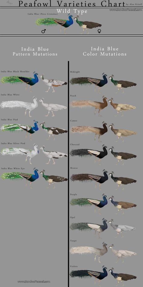 Peafowl Varieties Chart | BackYard Chickens Indian Peafowl, Different Types Of Birds, Peacock And Peahen, Types Of Birds, Peacock Colors, Bird Aviary, Peacock Bird, Game Birds, Gerbil