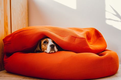 Our Favorite Cave Dog Beds for Cozy, Worry-Free Snoozing Cozy Cave Dog Bed, Unique Dog Beds, Cave Dog Bed, Dog Cave, Dog Bed Modern, Round Dog Bed, Bed Interior, Covered Dog Bed, Memory Foam Dog Bed