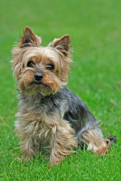 Chien Yorkshire Terrier, Yorkshire Terrier Haircut, Top Dog Breeds, Positive Dog Training, Cele Mai Drăguțe Animale, Silky Terrier, Dog Exercise, Yorkshire Terriers, Yorkie Dogs