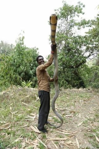 King Kobra, Black Mamba Snake, King Cobra Snake, Snake Photos, Poisonous Snakes, Amazing Animal Pictures, King Cobra, Dump A Day, Picture Day