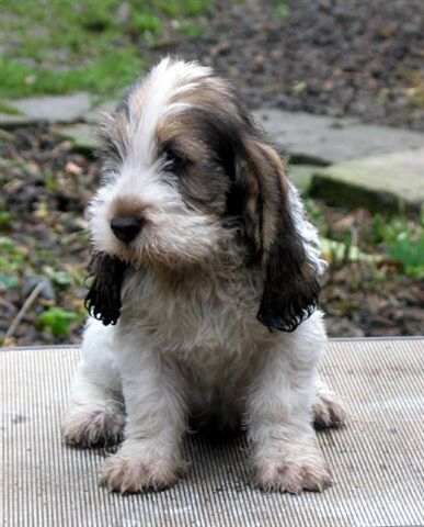 Grand  Basset  Griffon Vendeen baby Sloughi Puppy, Grand Basset Griffon Vendeen, Basset Griffon Vendeen, Basset Puppies, Basset Griffon, Petit Basset Griffon Vendeen, Dog Breeds Pictures, Dog Pics, Hound Dog