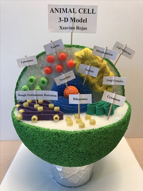 Plant Cells Project Ideas, Plant Science Fair Projects, 3d Animal Cell Project, 3d Cell Project, Animal Cell Model Project, 7th Grade Science Projects, Edible Cell Project, 3d Animal Cell, Animal Cell Model