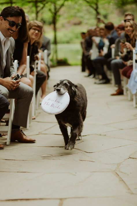 Nestldown Wedding, Ring Bearer Dog, California Redwoods, Rustic Elegant Wedding, Dog Ring, Wedding Pets, Future Wedding Plans, Dog Wedding, A Fairy Tale