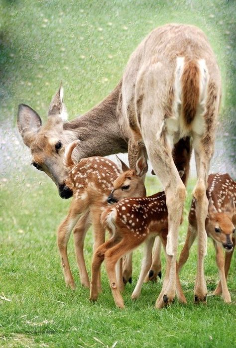 Mama Deer with Her Babies...how could anyone kill animals as peaceful as them Three Babies, Deer Family, Mule Deer, Cutest Animals, Manx, Baby Deer, Sweet Animals, Animal Planet, Animal Photo